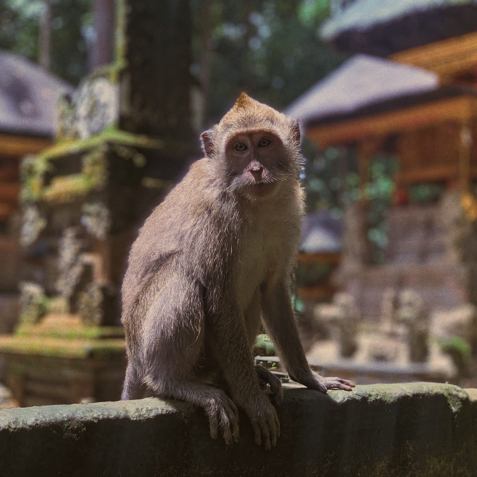 Sacred Monkey Forest