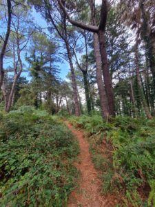 The path on the hike that we lost track of