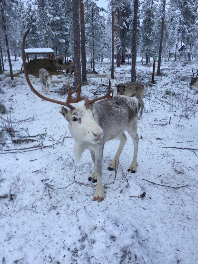 Reindeer in Lapland